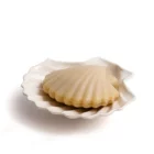 coffret monochromic coquillage fer cheval chez laurette concept store marseille