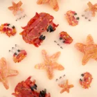 coucou-suzette-accessoire-accessory-cadeau-gift-tendance-trendy-fashion-ete-summer-plouf-splash-mer-sea-cheveux-french-barrette-etoile-mer-starfish-orange-- chez-laurette-marseille-concepstore
