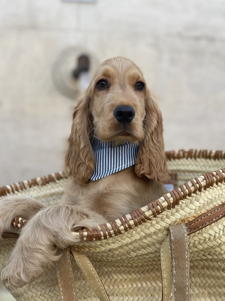 Dooug-marseille-chien-chez-laurette-concept-store-marseille