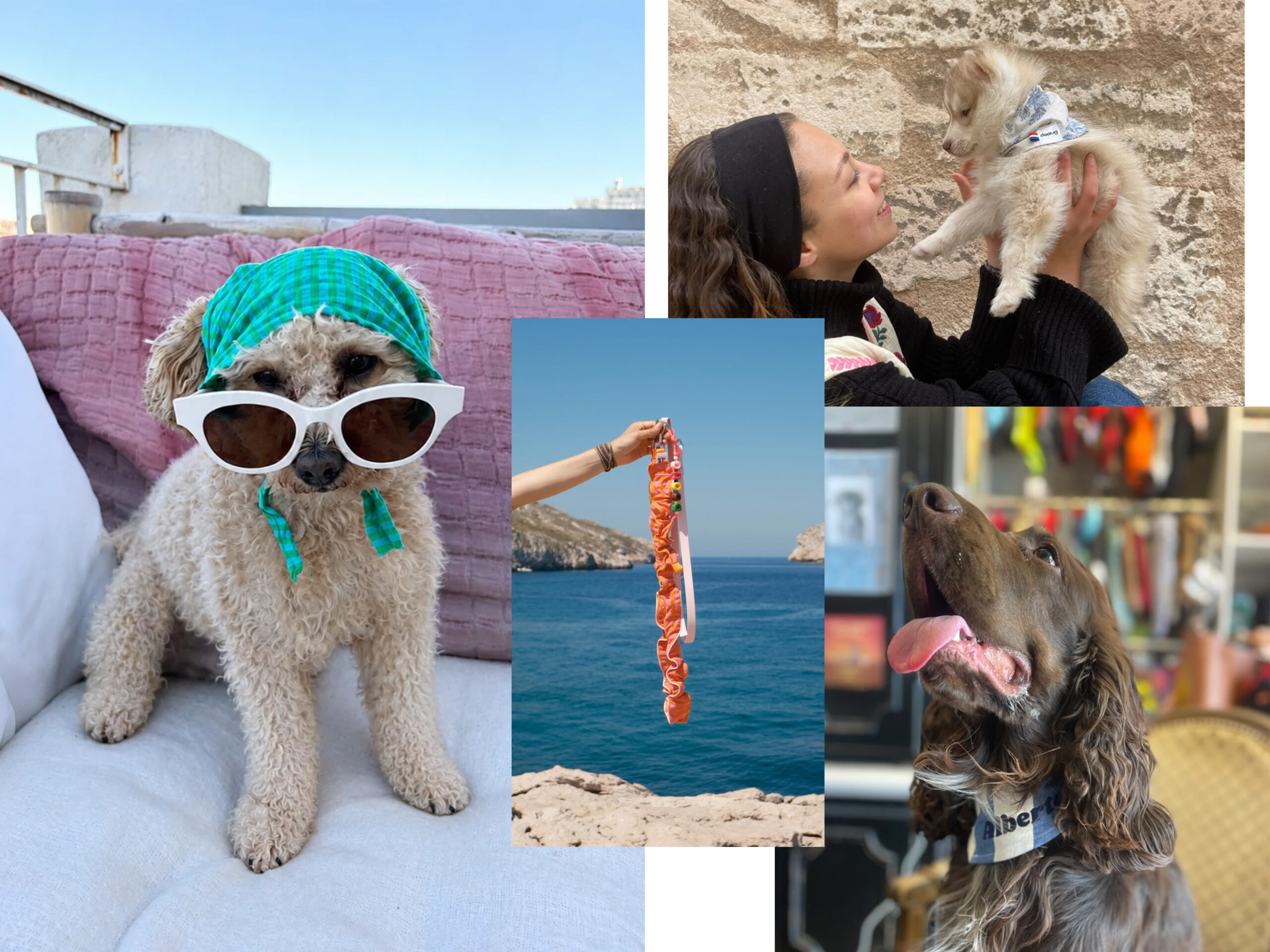 Dooug-marseille-chien-chez-laurette-concept-store-marseille
